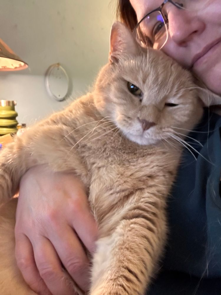 Blond tabby doing a snuggle against my chest, looking at the camera and being all chill