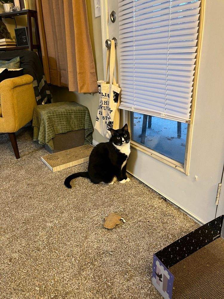 a black and white tuxedo cat sitting wistfully by a door that leads to an outside patio.
