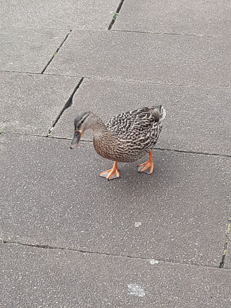 A photo of a female duck walking along a pavement. She is dappled brown with orange webbed feet.