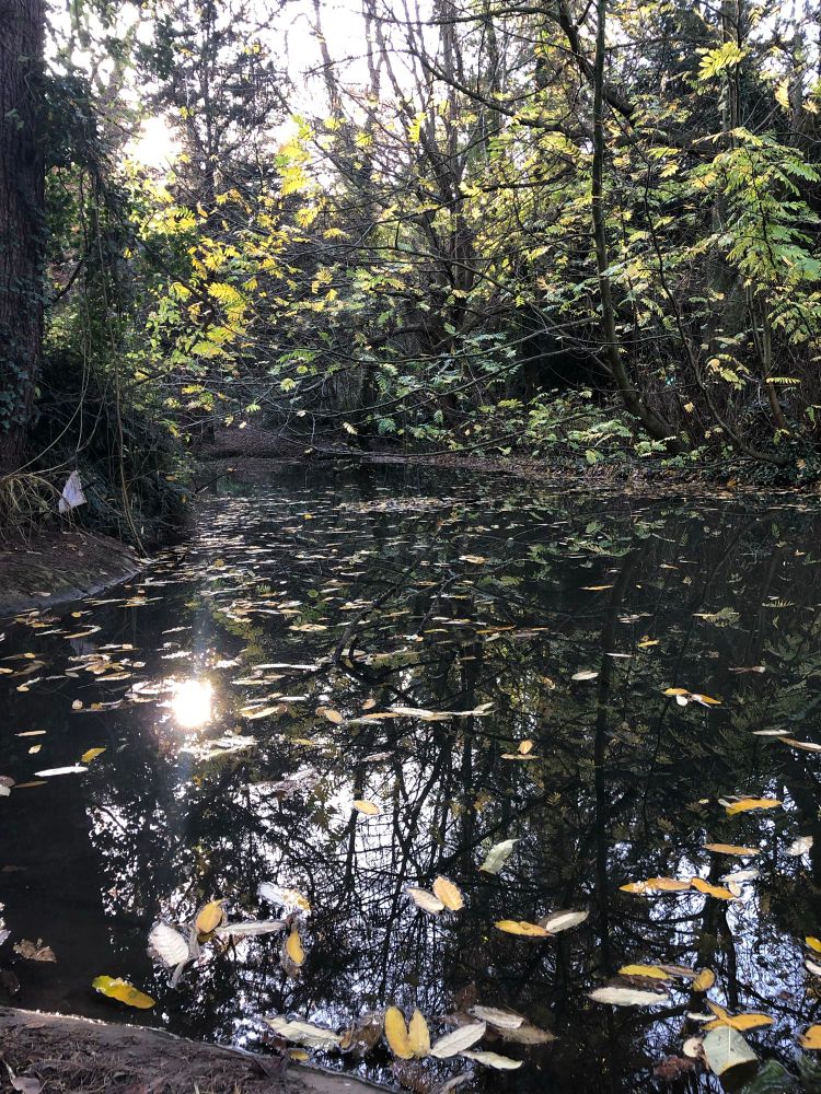 Penny well pond in Blaise castle. Light shines on a small pond littered with leaves. 