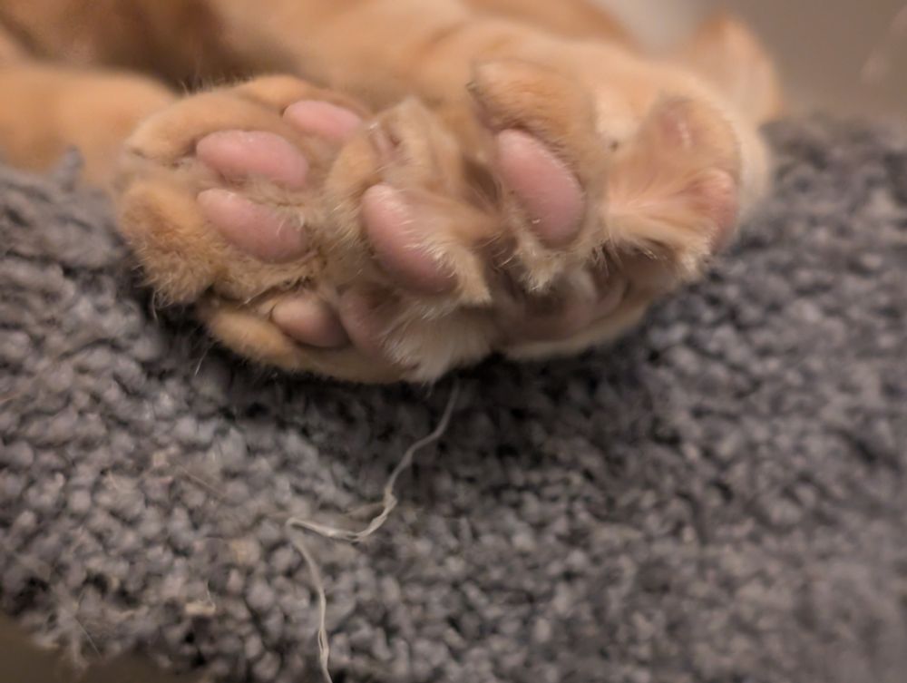 cat beans