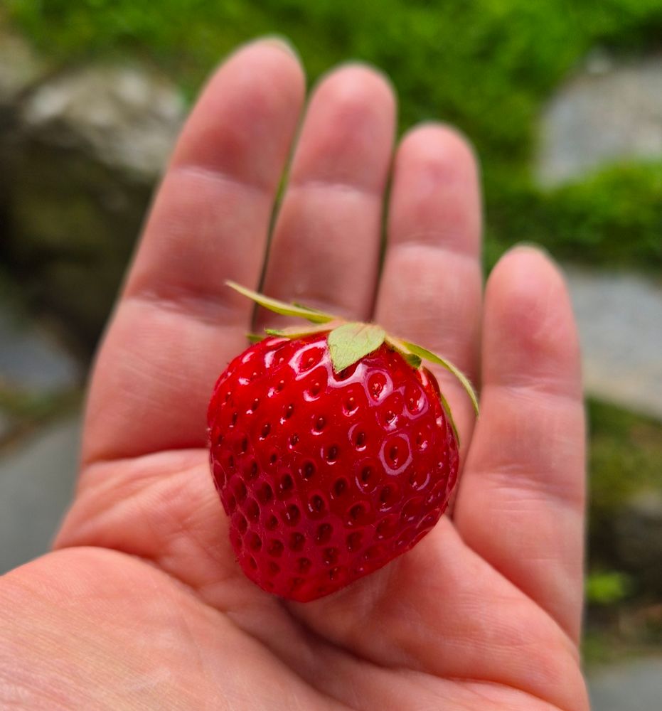 Et modent og flott jordbær som ligger i en håndflate. 