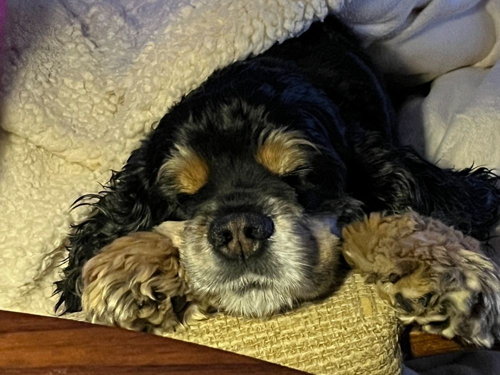 Sleepy Puppy