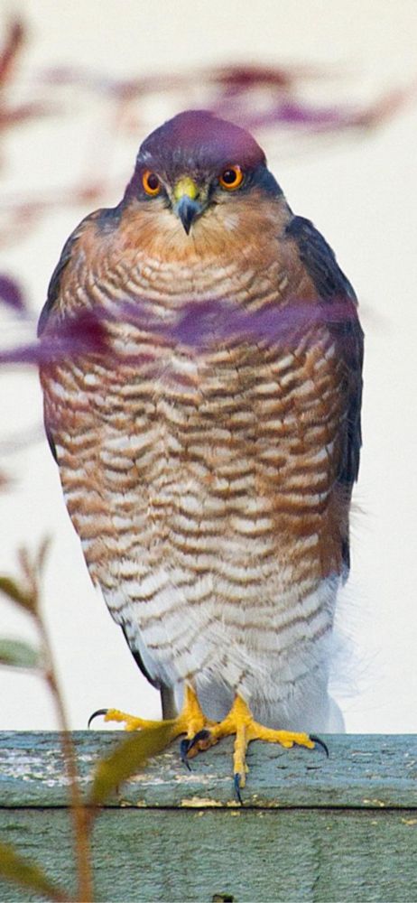 Sparrowhawk in my garden