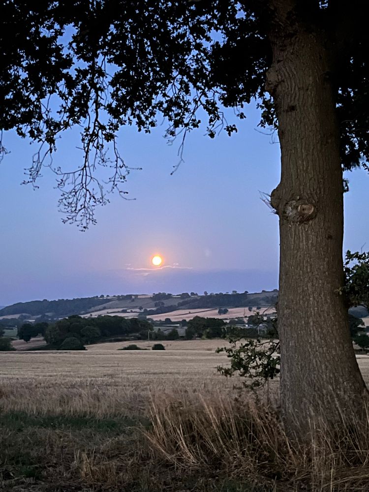 Golden glow of the Sturgeon Moon tonight above silvery clouds, hills of dark green woods and golden crop fields. In the foreground, dry yellow grass and a stubble field. On the right, the trunk of an oak tree. 