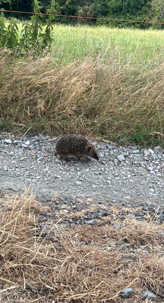 A young hedgehog, walking down a pale grey stony path. On either side of the path, the grass is like yellow straw, due to recent hot and dry conditions. I only noticed the hedgehog on the path - his colouring would make him hard to spot in the grass.