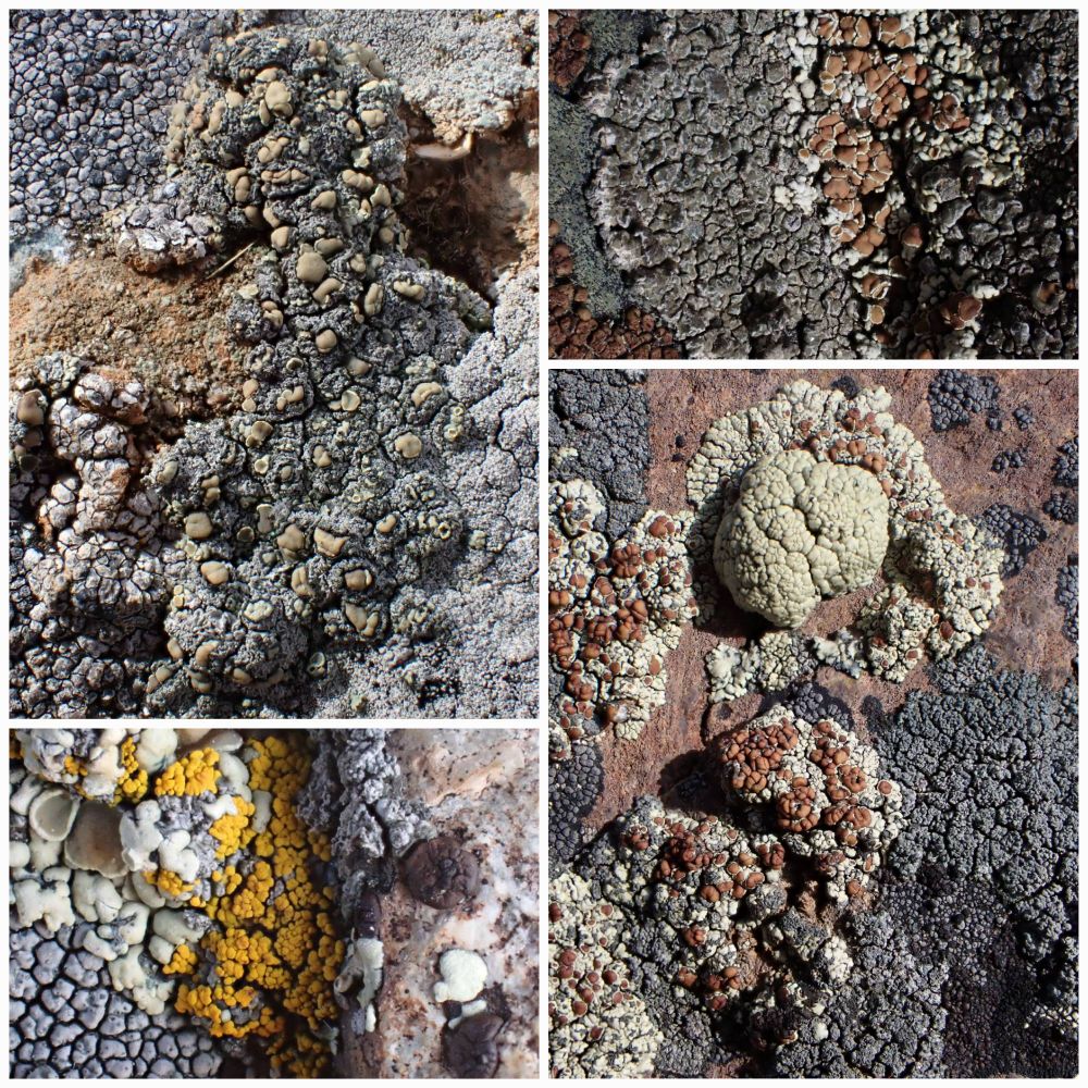 Clockwise from top left with: Aspicilia mastrucata, Circinaria contorta, by yourself, with Candellariella sprageui...in shrub steppe, Thompson Mtn near Ashcroft BC Canada Feb.23, 2025