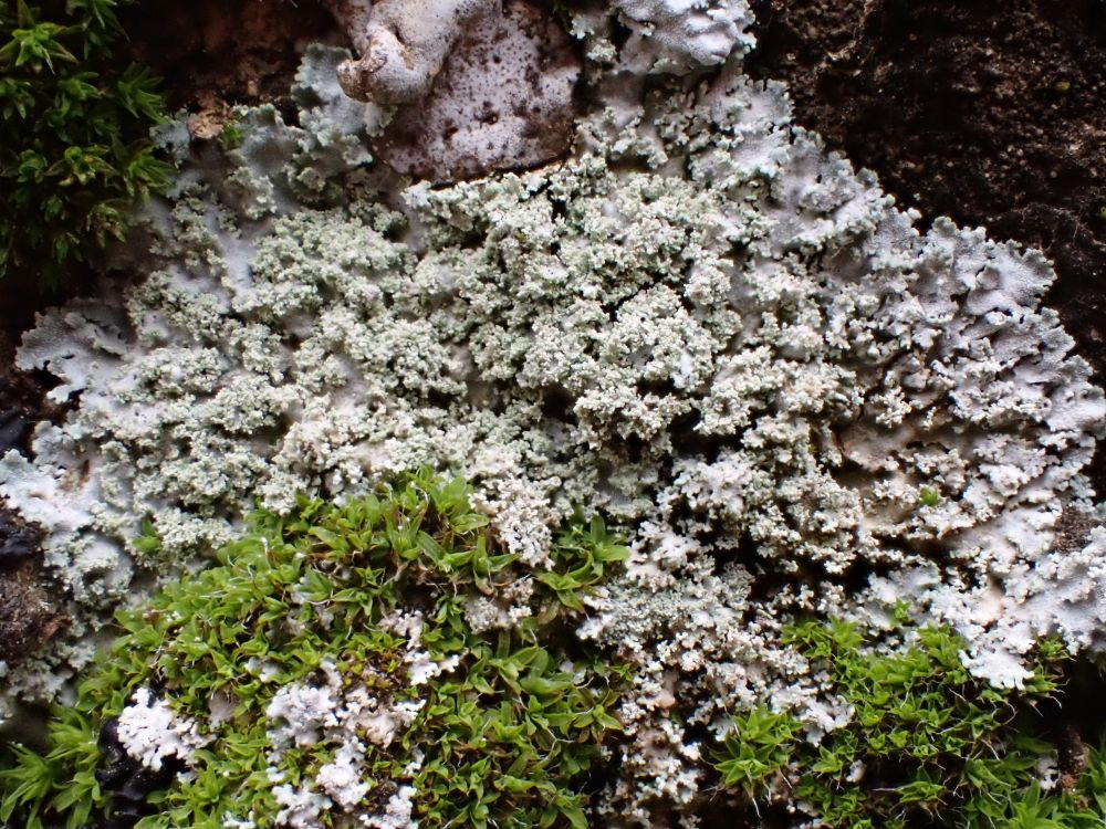 Physcia dimidiata on low elev vertical seep in Fraser Valley