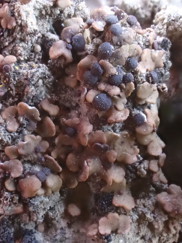 Psora luridum with non-pruinose squamules, terricolous