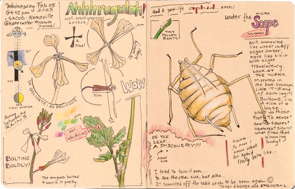 nature journal page of arugula flowers (the petals look like butterflies!) and a sneaky small carcass of a post-life aphid. Surprisingly interesting with superlong horns and branches coming off it's butt-side.