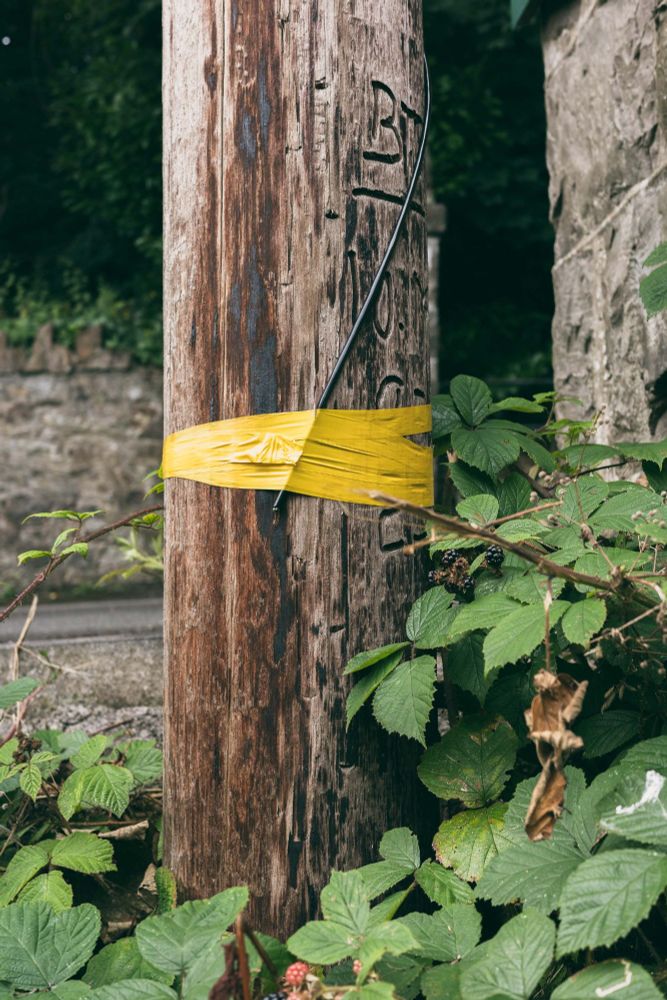 This photo captures a close-up of a weathered wooden utility pole partially wrapped with a wide strip of bright yellow plastic tape. A single black cable is loosely fastened to the pole, with the tape helping to keep it in place. Carved lettering on the pole reads “BT” and possibly part of a code, indicating it belongs to British Telecom infrastructure.

At the base of the pole, wild bramble plants with thorny stems and large, serrated green leaves are growing freely. Some ripening blackberries and dried leaves are visible among the foliage, adding a touch of seasonal detail. In the background, there’s a rough stone wall, suggesting a rural or semi-rural setting.

The textures of aged wood, plastic, and bramble contrast strongly, giving the image a tactile, slightly neglected feel—where nature and infrastructure coexist uneasily.
