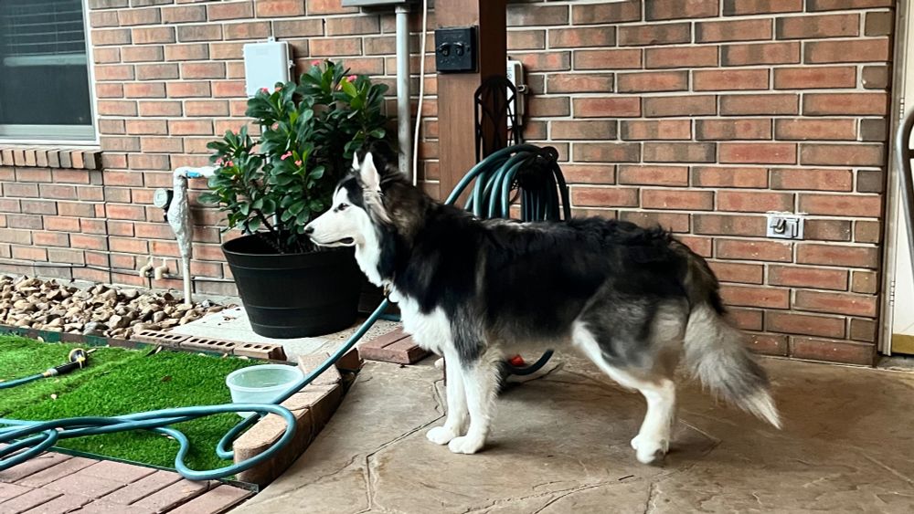 Alaskan husky standing proud in his family’s backyard looking like and absolute unit. 