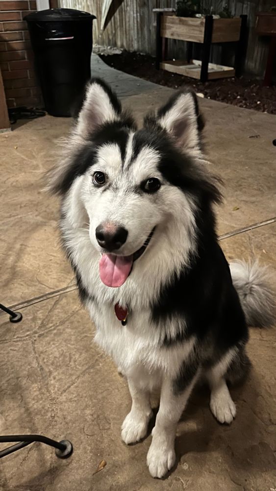 Alaskan husky named Finn looking directly into your soul with his brown eyes and wonderful smile. His white and black coat is a perfect paint job 