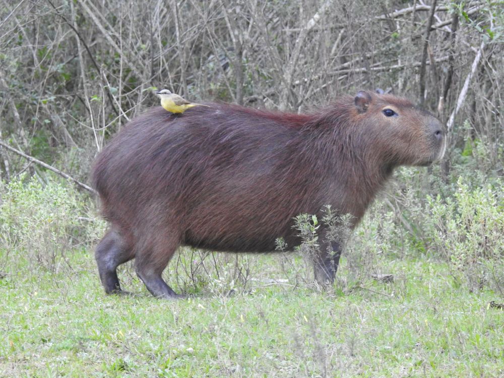 capybara