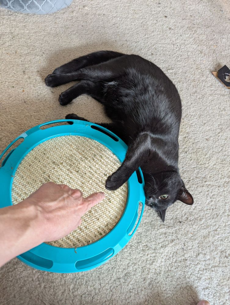 Picture of my hand and Charlie's paw almost meeting in the middle of a catnip toy. She is very fond of catnip! This was taken when that almost touch was as close as she'd let me get. 
