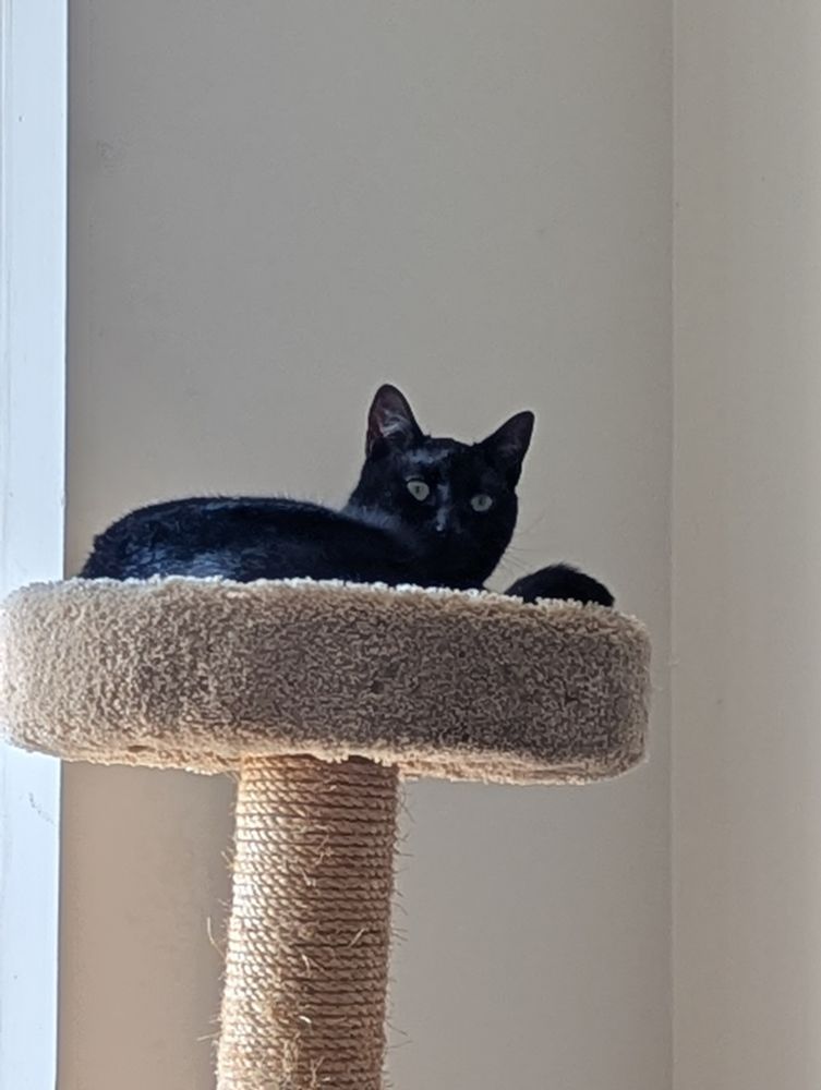 Charlie lounging in her cat tree.
