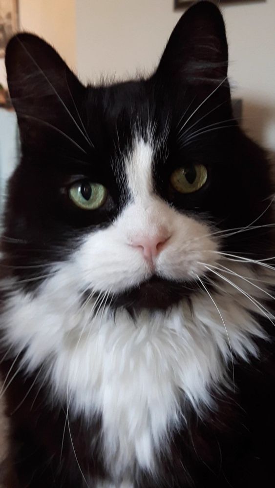 Green-eyed tuxedo cat wondering why dinner has not yet happened.