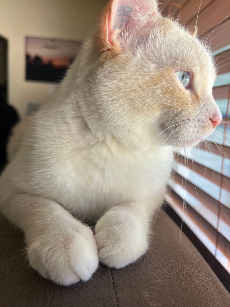 white Siamese cat with blue eyes laying on the back of a grey couch looking out a window with medium brown wooden blinds