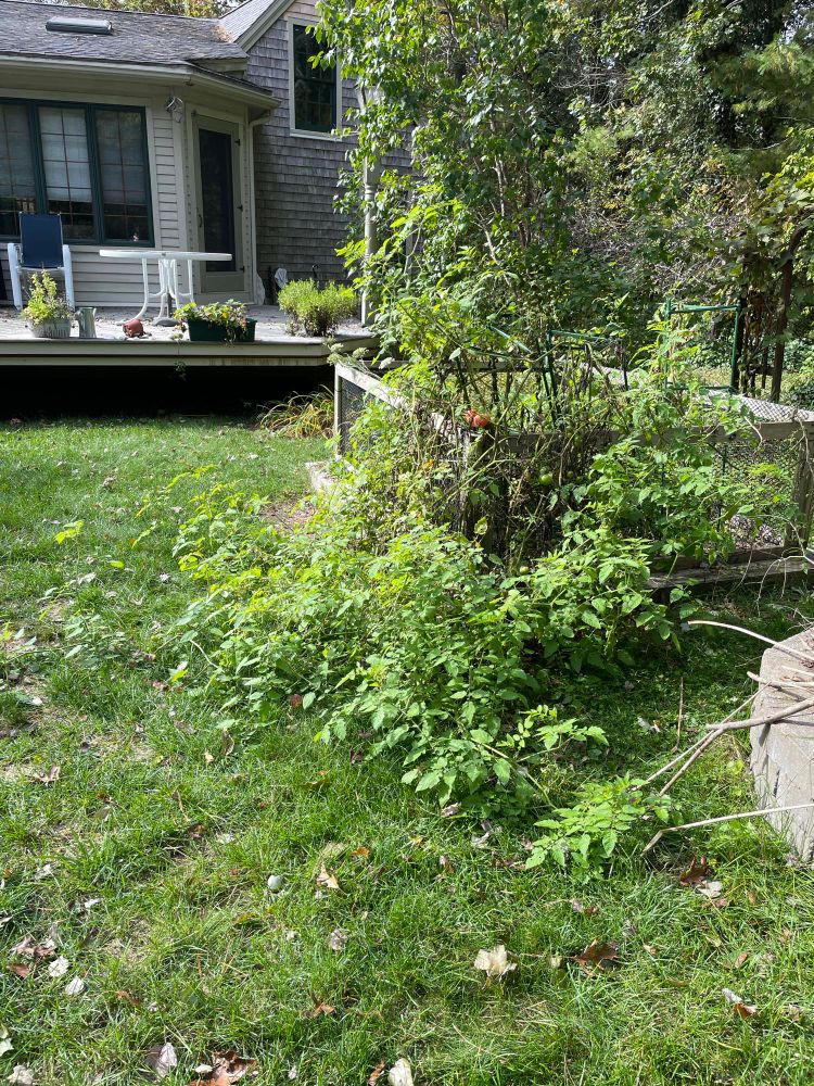 Cherry tomatoes sprawl like some Aldrich weed beyond the confines of the garden.