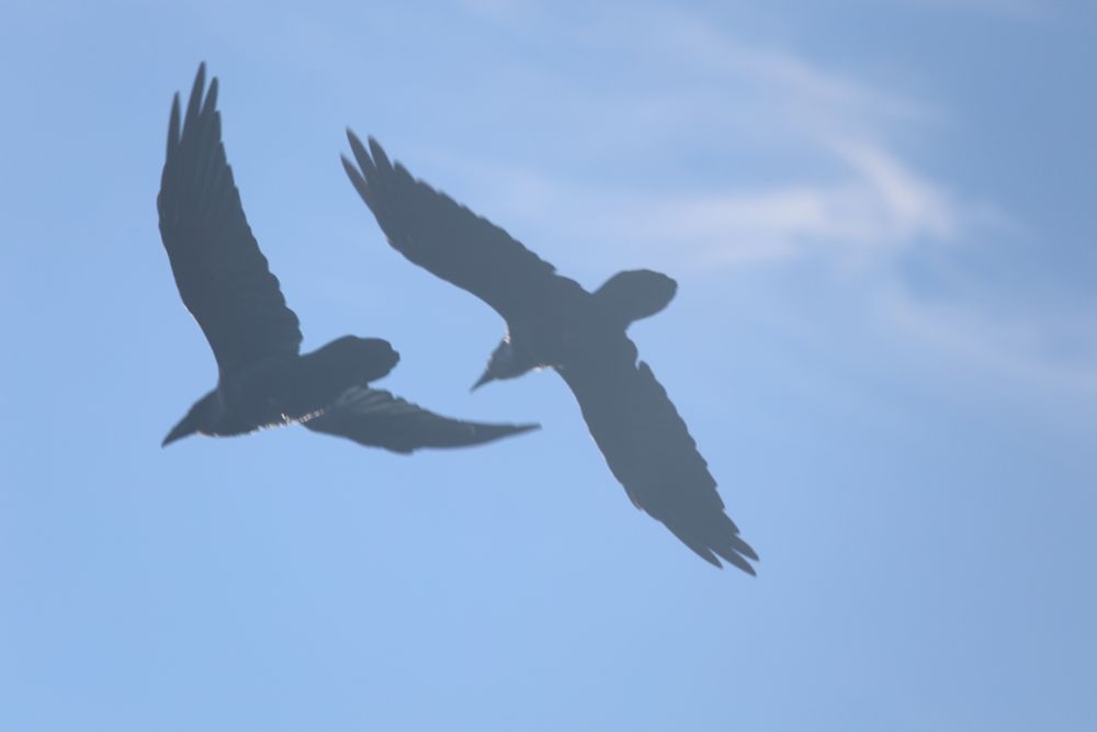 2 ravens fly in tight formation