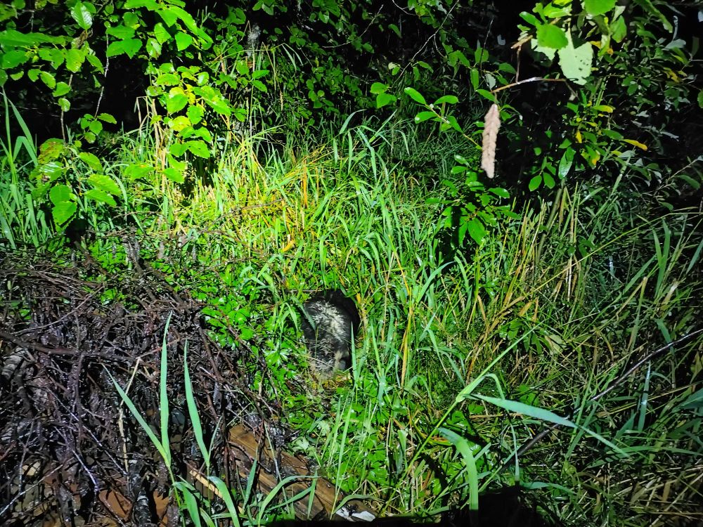 A porcupine walking into a forest at night.