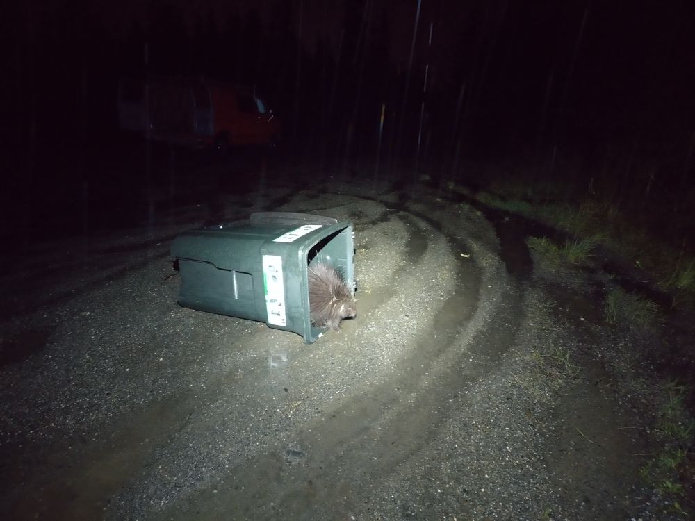 A porcupine warily creeping out of a garbage can on it's side next to a road in the forest at night.