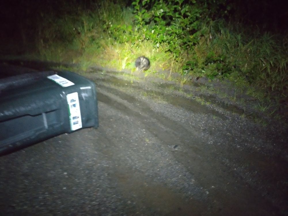A porcupine running into the forest out of a garbage can on it's side next to a road in the forest at night.