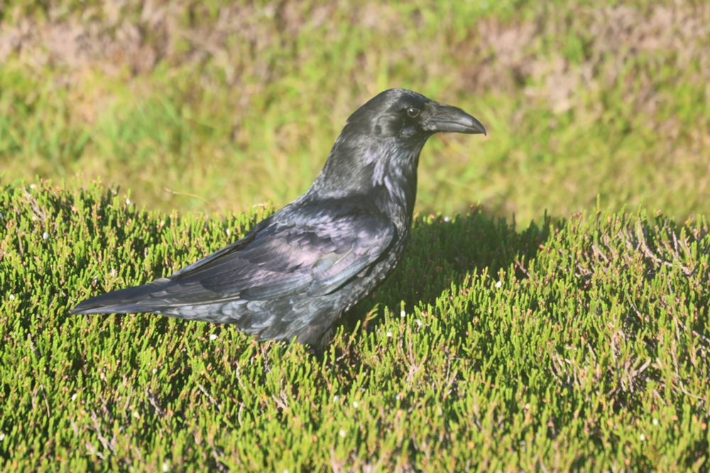 A raven basks in the sun in the heather.
