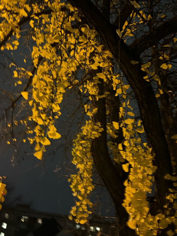 Boughs of golden yellow ginkgo leaves against a November-grey city sky.