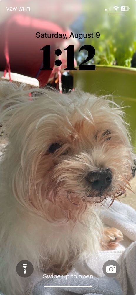 Dolly Parton. a westie who had a lion’s heart 