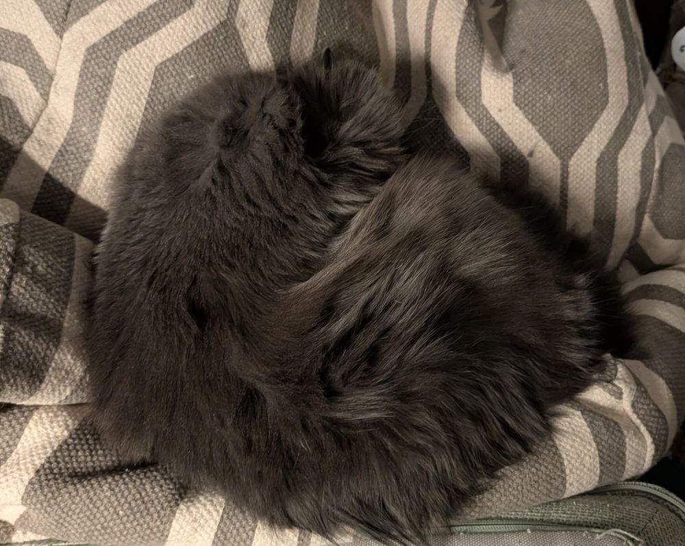 A gray cat forms a perfect circle of floof with no ears or paws or tail visible.