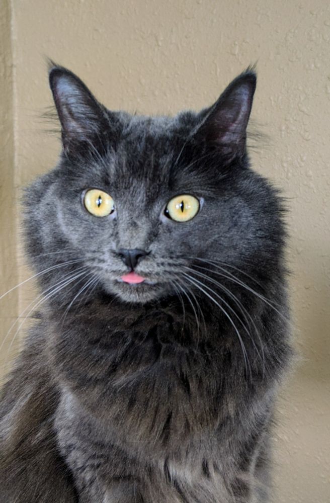 A fluffy gray cat sits with her tongue sticking out in a classic blep.