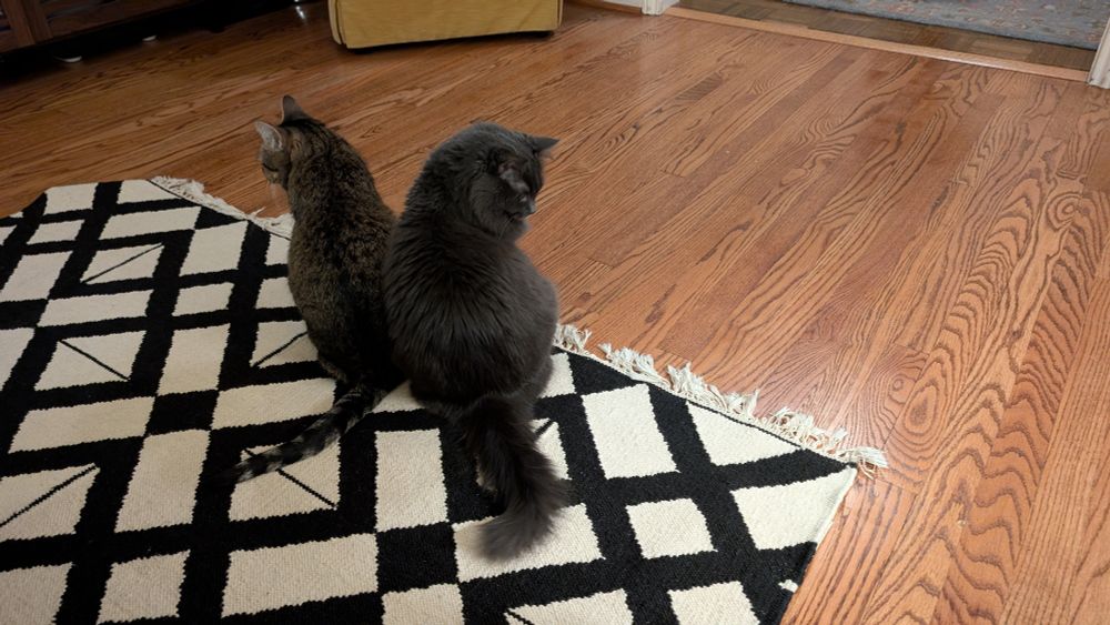 Beeps (a brown tabby cat) allows Skadi (a fluffy gray cat) to briefly abut her. They sit side by side facing in opposite directions.