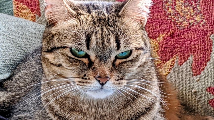 Beeps, ostensibly "just" a tabby cat, meets your gaze with implacable force.