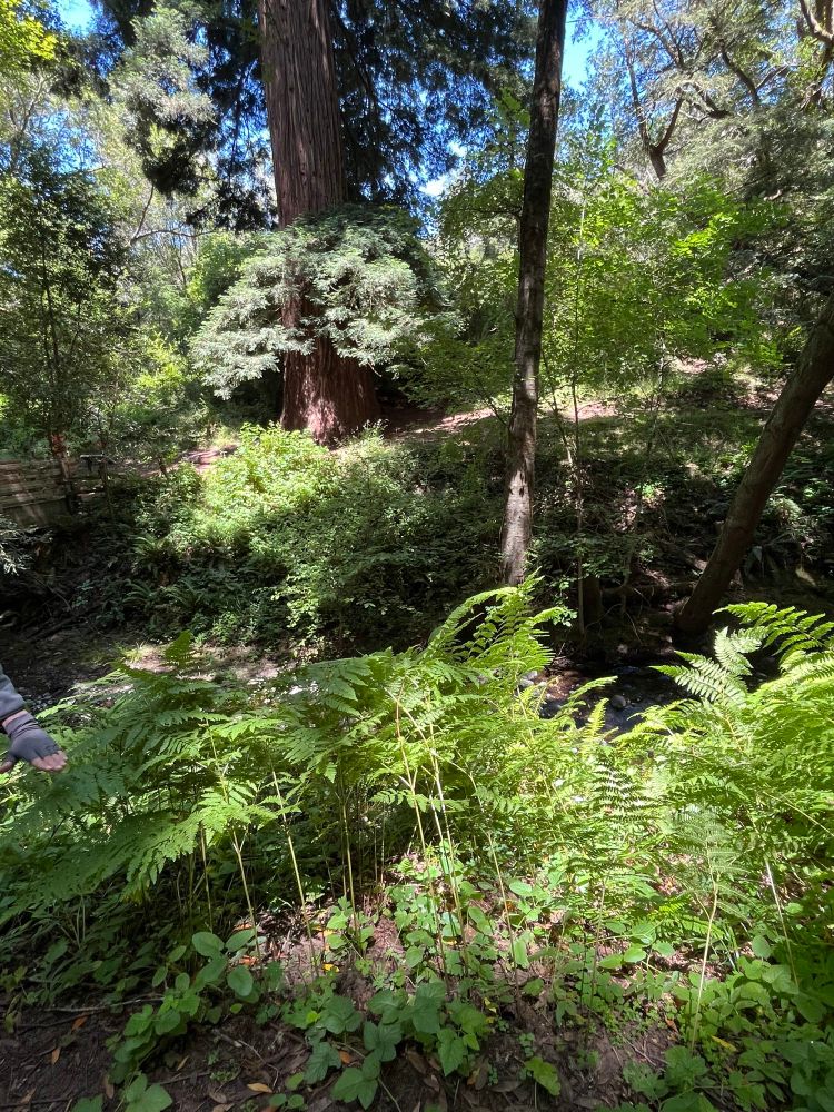 Redwoods ferns waterfall while hiking 