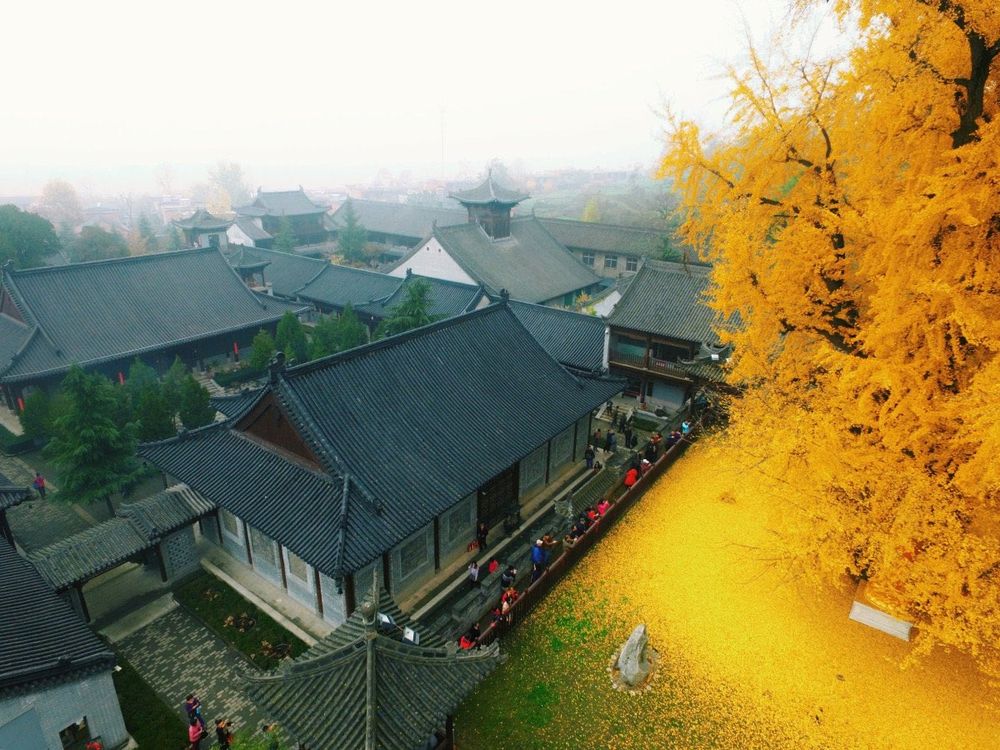 Picture of a 1400 year old Ginkgo tree In the Gu Guanyin Buddhist Temple - China 🇨🇳 