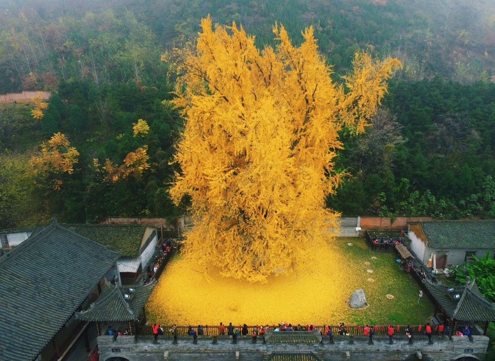 Picture of a 1400 year old Ginkgo tree In the Gu Guanyin Buddhist Temple - China 🇨🇳 