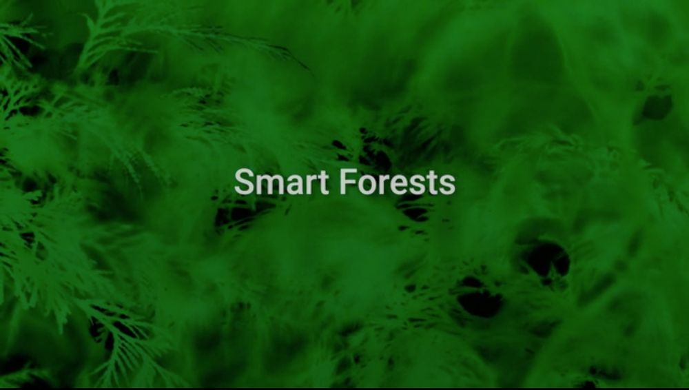 The text 'Smart Forests' over a blurry forest image in the background. Screenshot from the Smart Forests project film. Source: https://smartforests.net/smart-forests-film.
