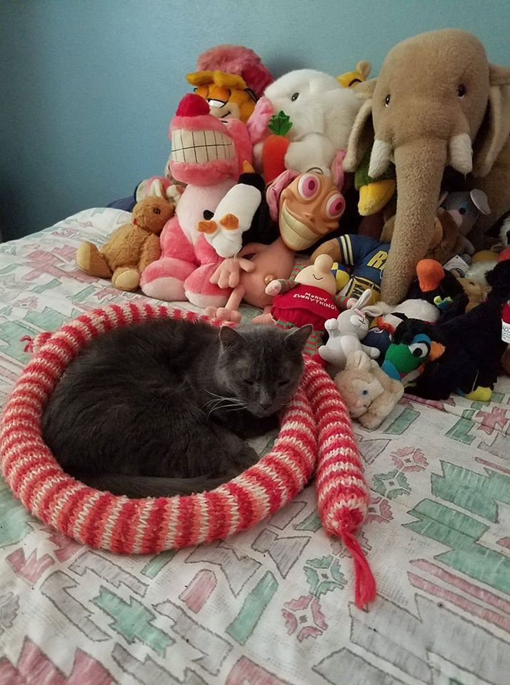 My cat Minnie hides in plain sight