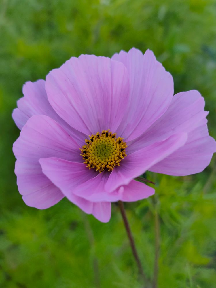 Pink cosmos