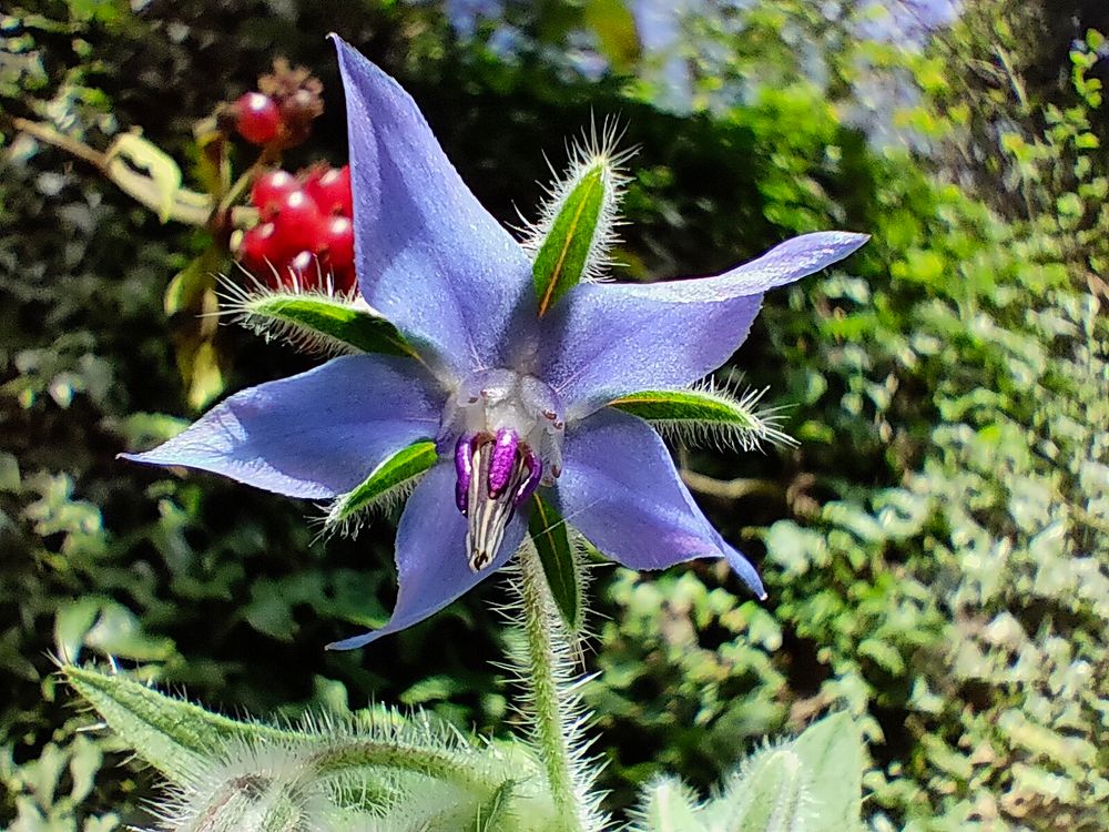 Borage