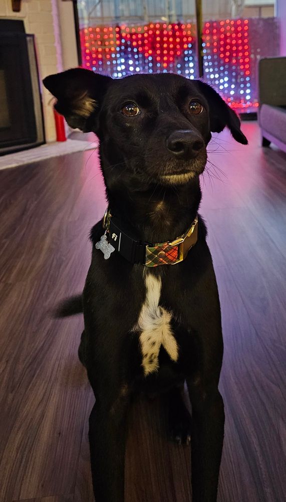 A black formosan mountain dog sits in a room with a patio behind him with LED lights in a black and white and red Chevron pattern akin to twin peaks