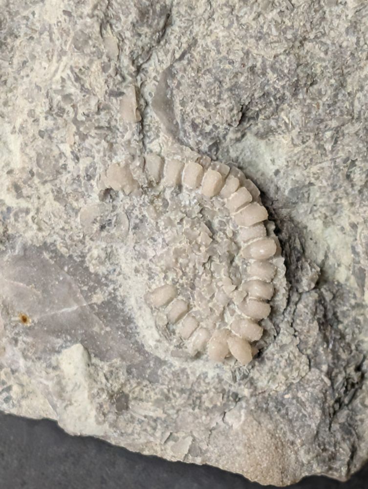 Small fossil cyclocystoid partial ring with floor and center plates 