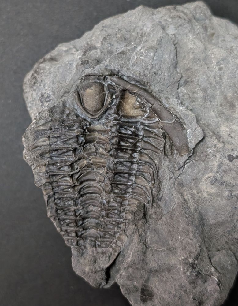 Upside down trilobite with mouthpiece still attached.
