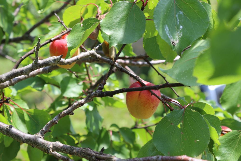 des abricots dans un arbre