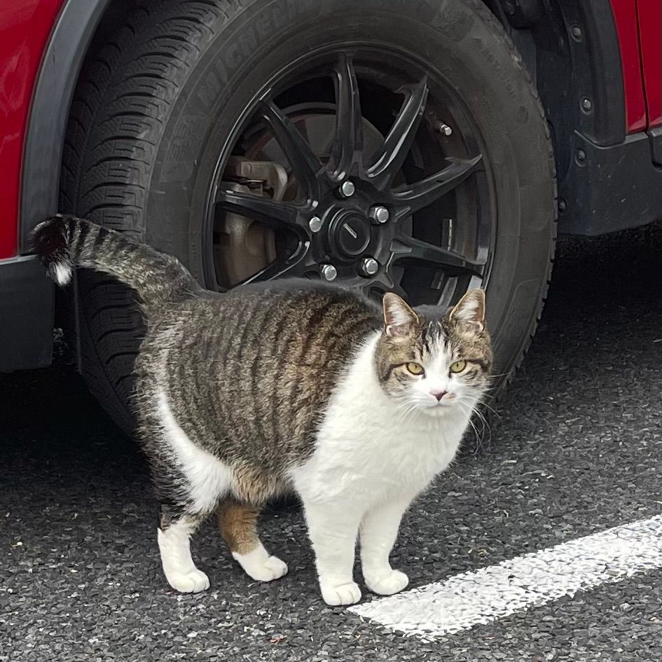 最近よく見かけるむちむち猫
全然逃げない
