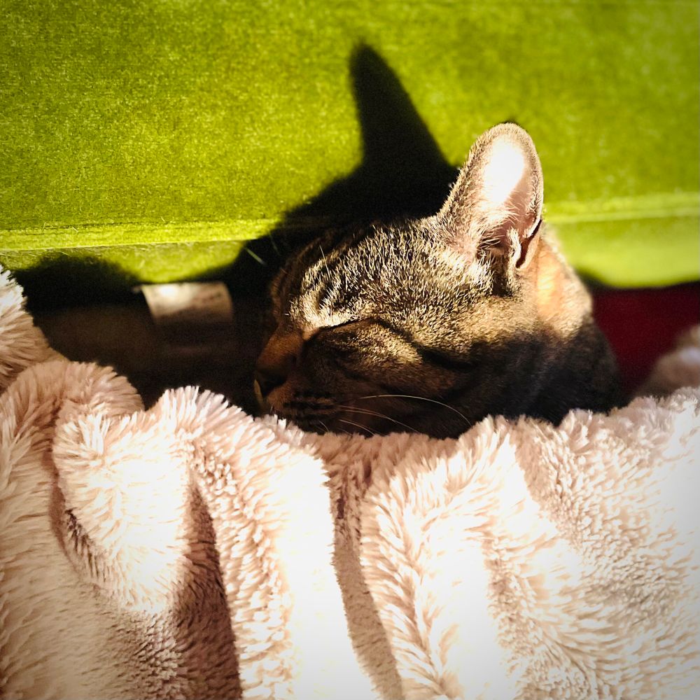 猫
まだまだ寒いってこと！