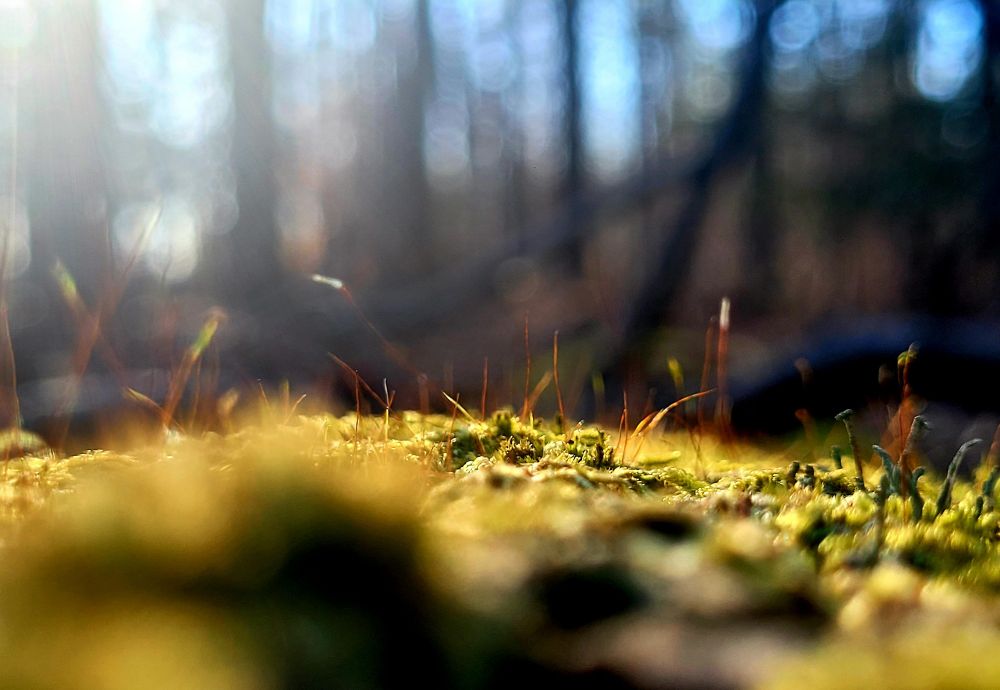 Closeup of moss against sunlit woods.