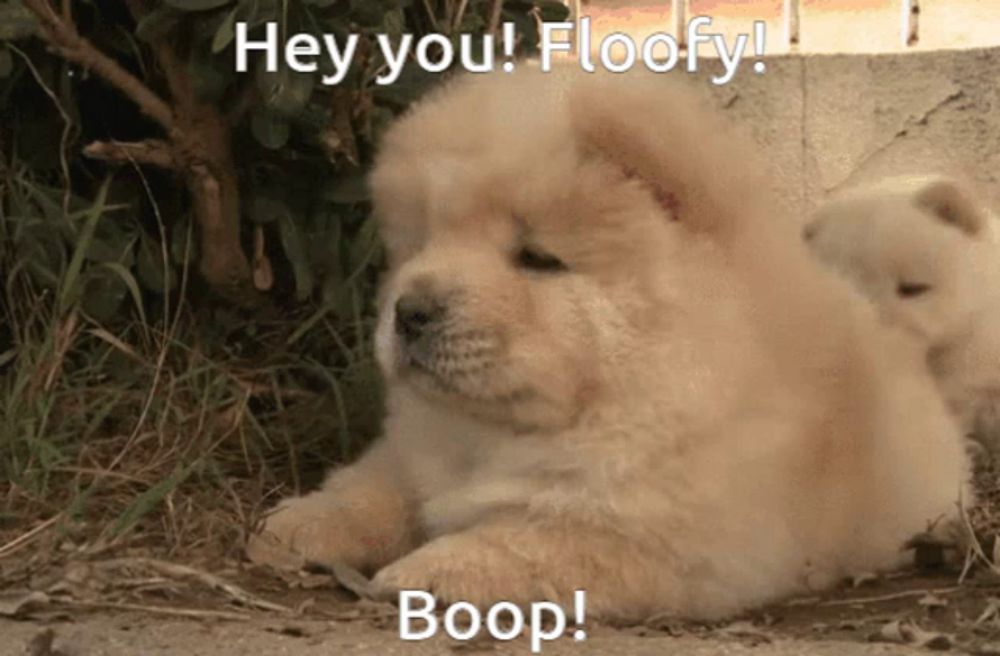 a chow chow puppy laying down with the words hey you floofy boop below it