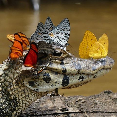 picture of a caiman, head of the water, with a bunch of different butterflies (yellow, orange et black and white) landed on it
It looks like it's smilling with pride and pleasure, its eye turned to the butterflies on the back of its head